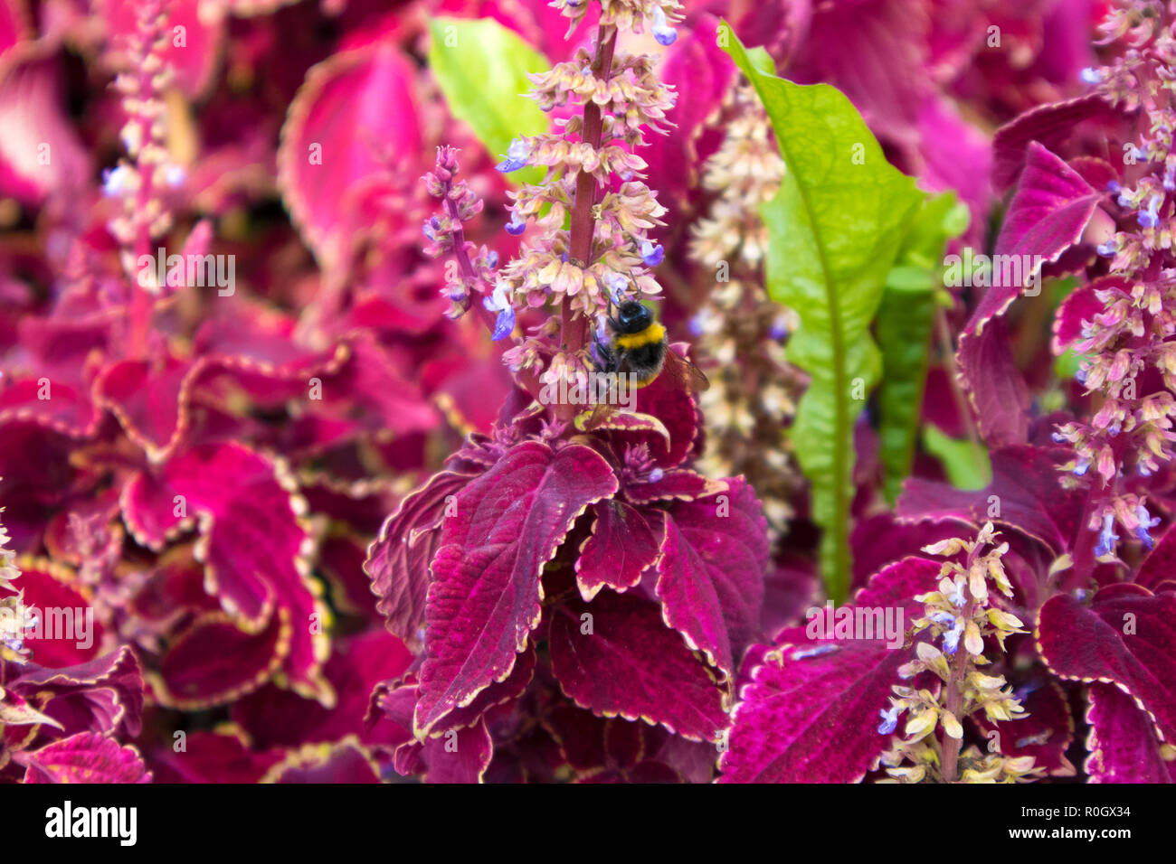 Carino di spessore Bumble Bee raccolgono miele nel folto della red сoleus Foto Stock