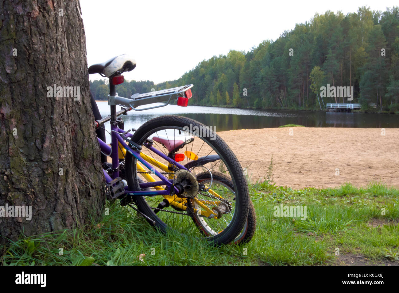 Due biciclette per adulti e bambini parcheggiata vicino al grande tronco sulla riva del lago di foresta Foto Stock