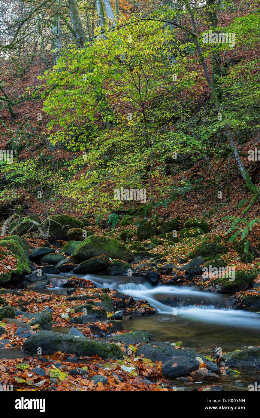 Autunno a Birks di Aberfeldy, Perth and Kinross, Scozia Foto Stock