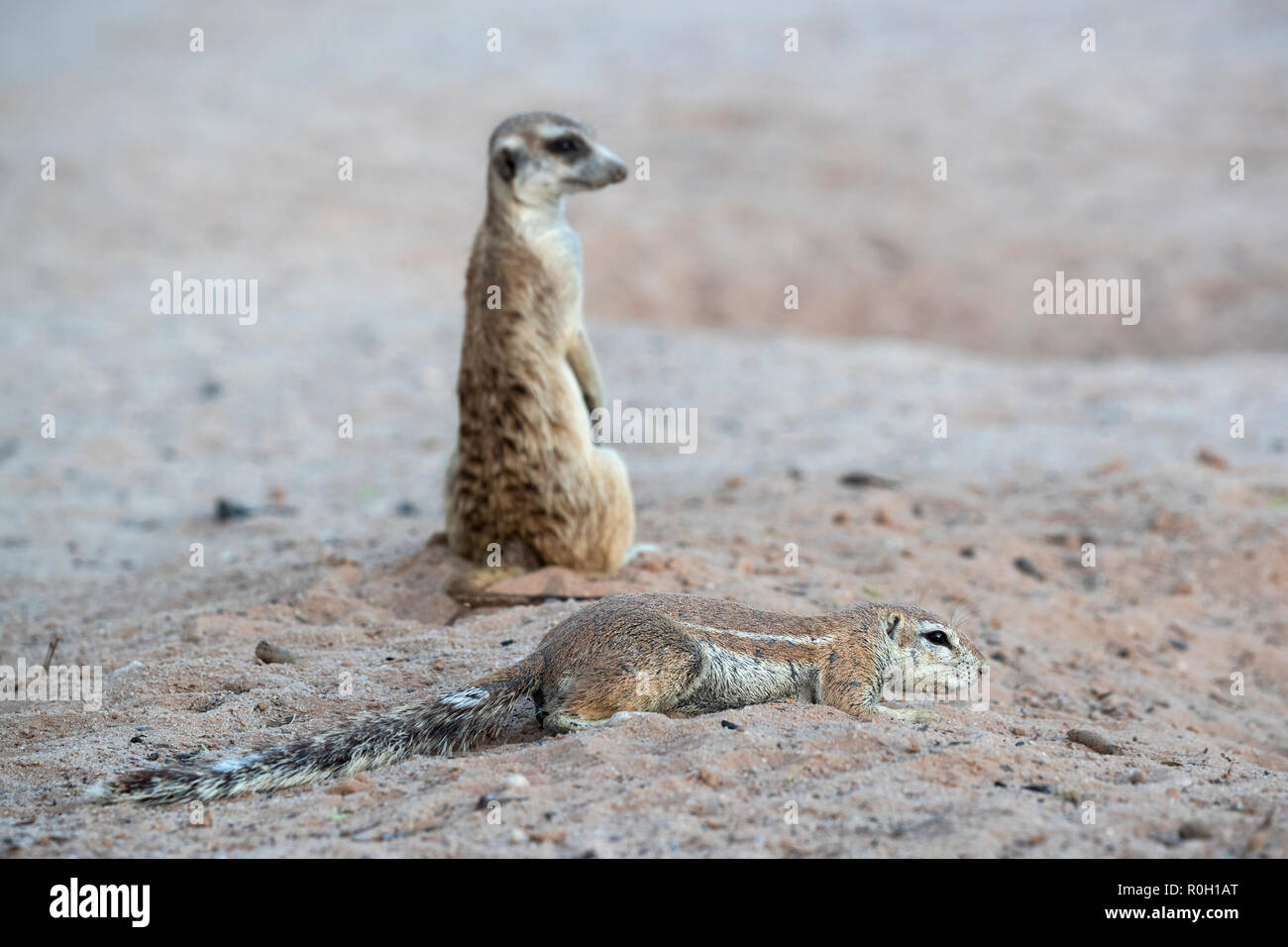 Massa (scoiattolo Xerus inauris) di appoggio nei pressi di meerkat (Suricata suricatta), Kgalagadi Parco transfrontaliero, Northern Cape, Sud Africa, Foto Stock