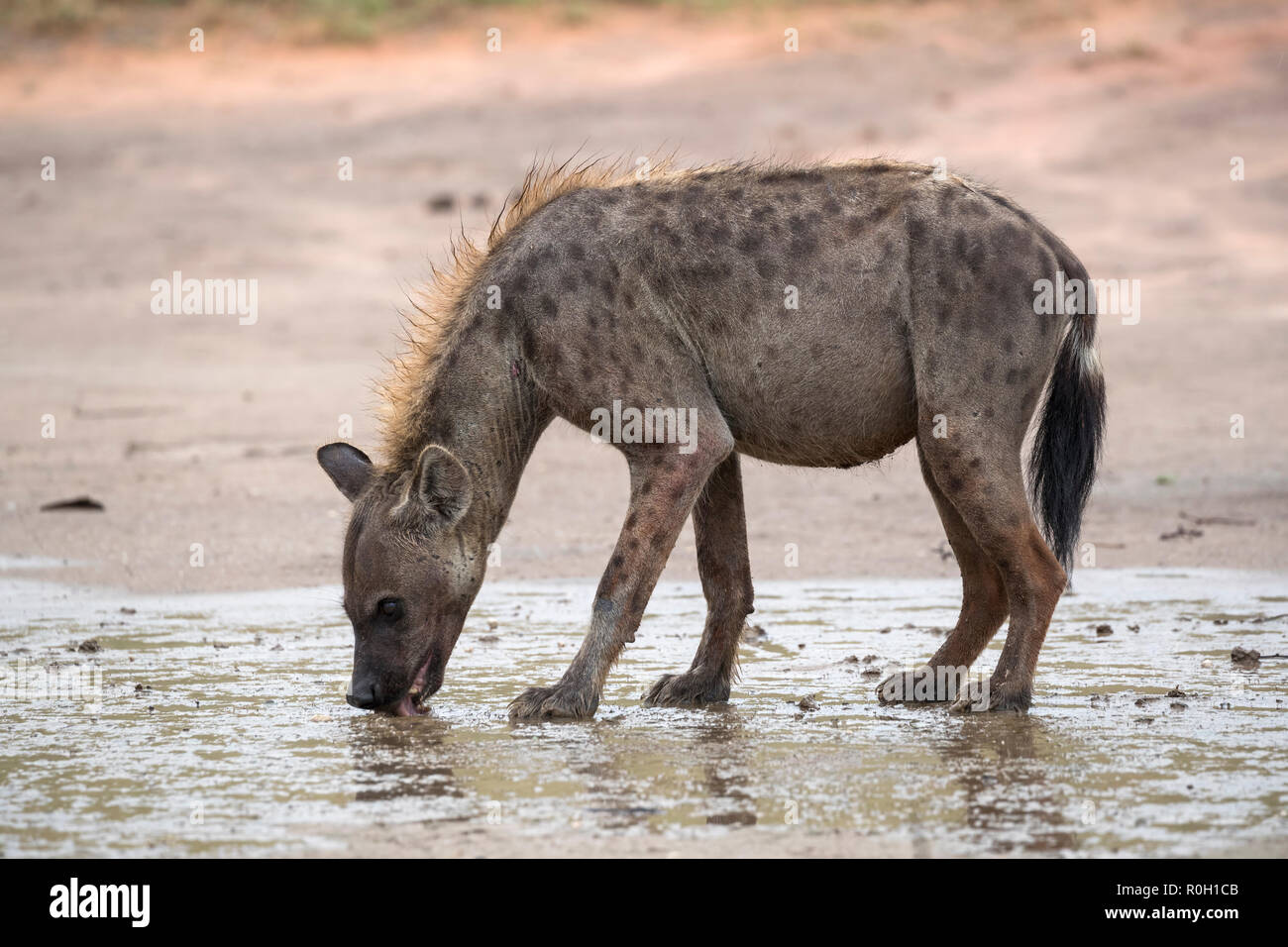 Spotted hyaena (Crocuta crocuta) bere dopo la pioggia, Kgalagadi parco transfrontaliero, Northern Cape, Sud Africa Foto Stock