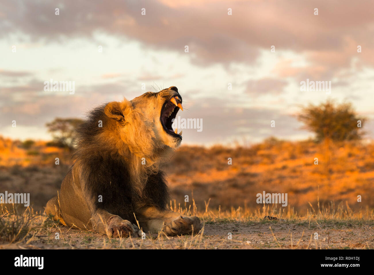 Lion (Panthera leo) maschio sbadigli, Kgalagadi Parco transfrontaliero, Sud Africa Foto Stock