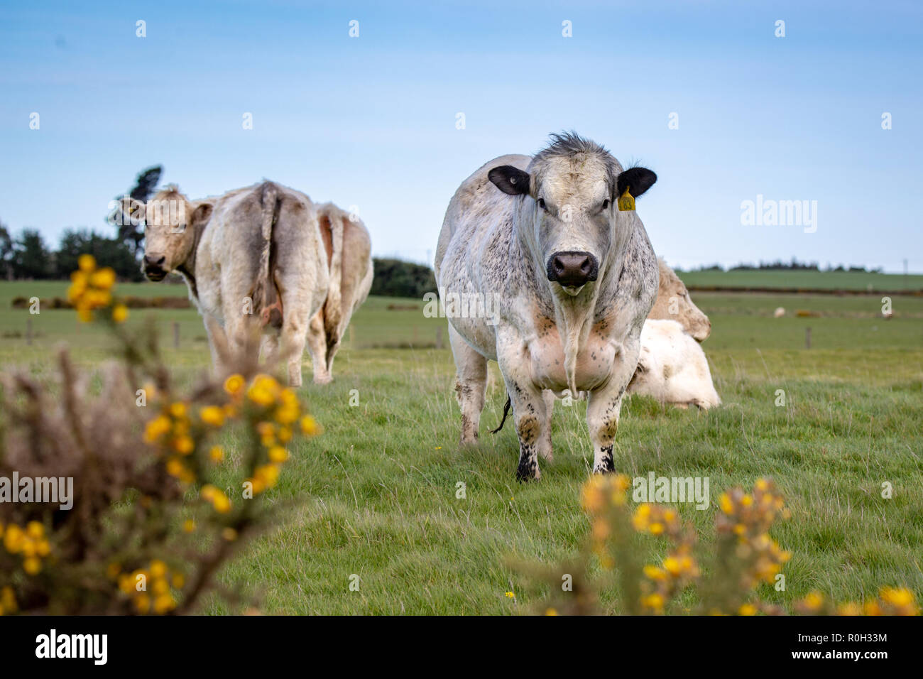 Le mucche bianche e un bianco di Bull in una fattoria campo in primavera, Nuova Zelanda Foto Stock
