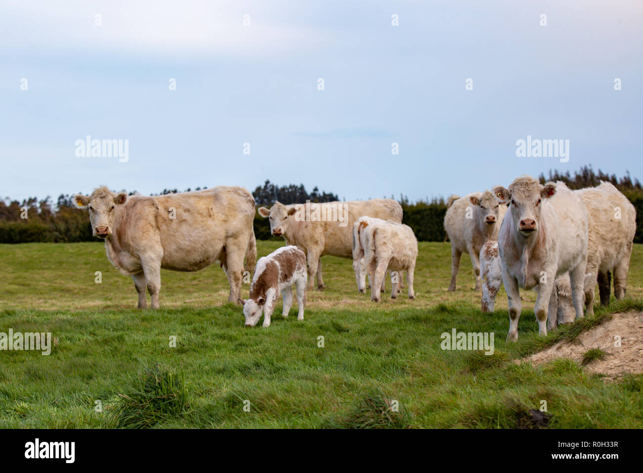 Le mucche bianche e i loro vitelli in una fattoria campo in primavera, Nuova Zelanda Foto Stock