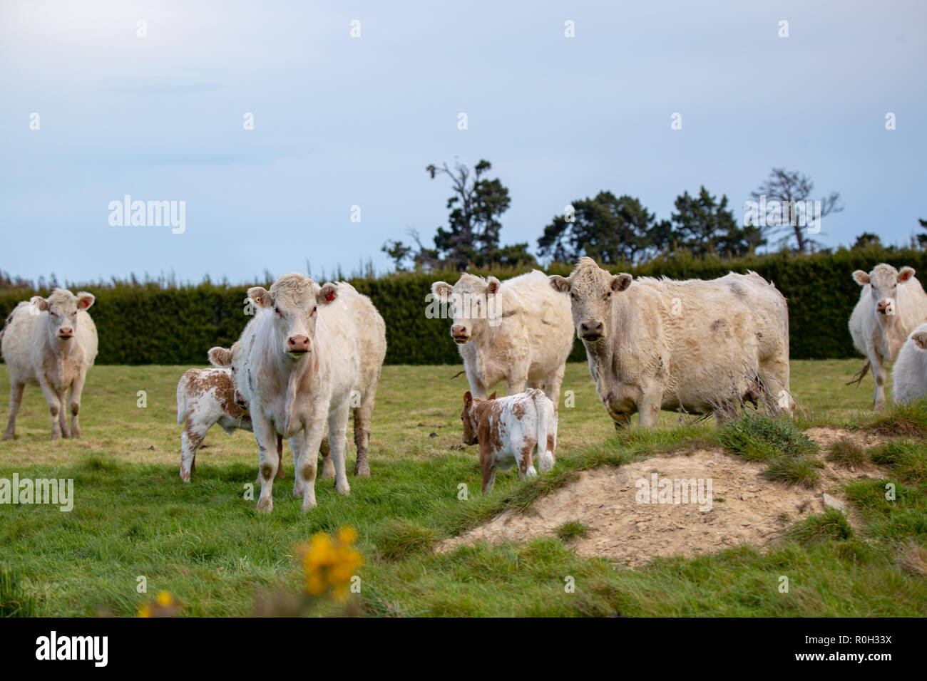 Le mucche bianche e i loro vitelli in una fattoria campo in primavera, Nuova Zelanda Foto Stock