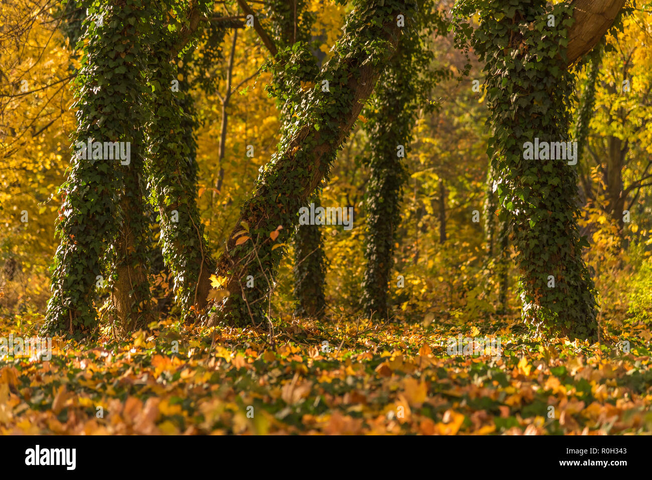Il verde di tronchi di alberi nella bellissima colorata foresta di autunno Foto Stock