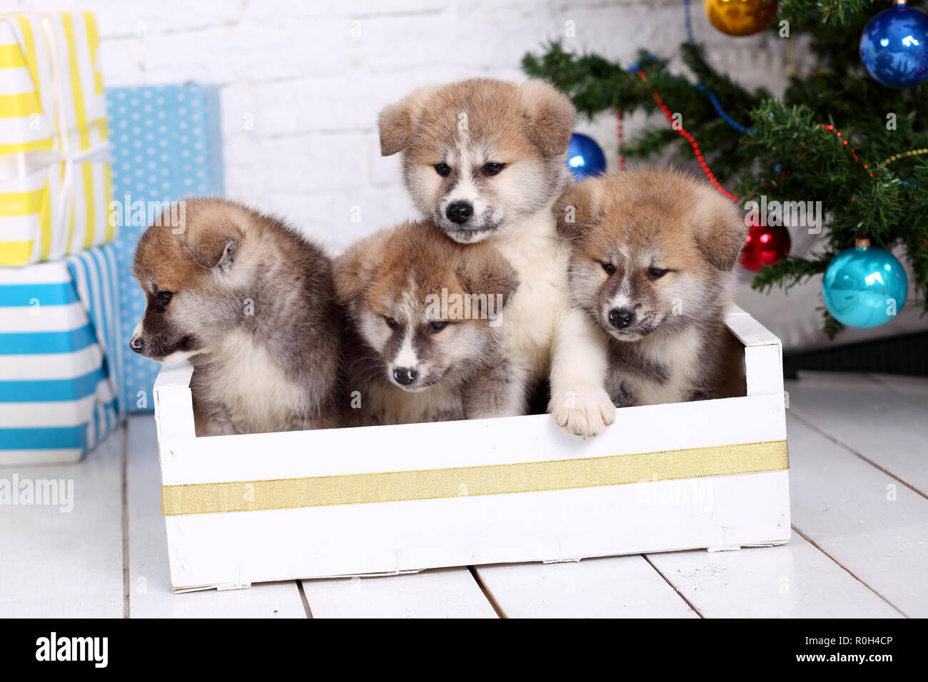 Akita-inu cucciolo giace su uno sfondo di legno Foto Stock