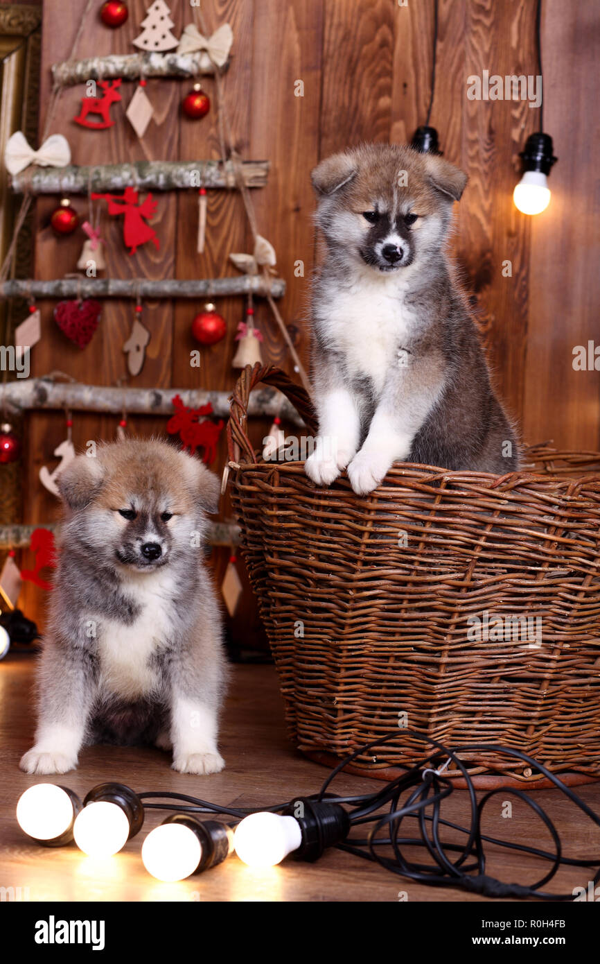 Akita-inu cucciolo giace su uno sfondo di legno Foto Stock