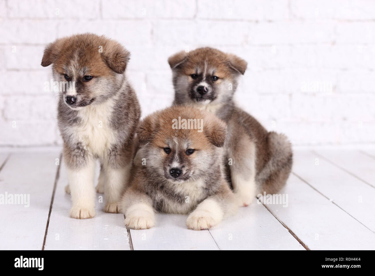 Akita-inu cucciolo giace su uno sfondo di legno Foto Stock