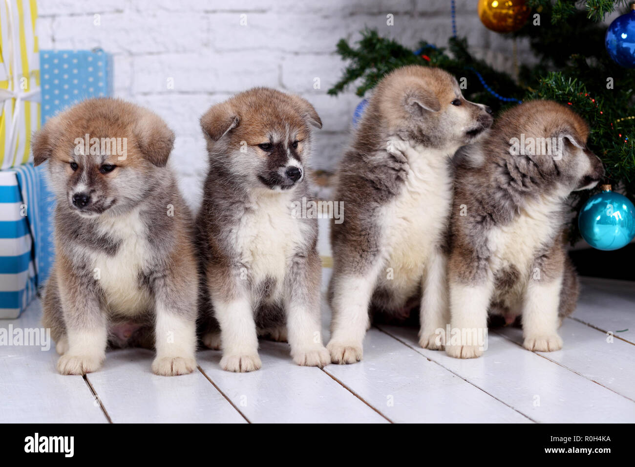 Giapponese Akita-inu, akita inu cucciolo di cane si siede su uno sfondo bianco. Foto Stock