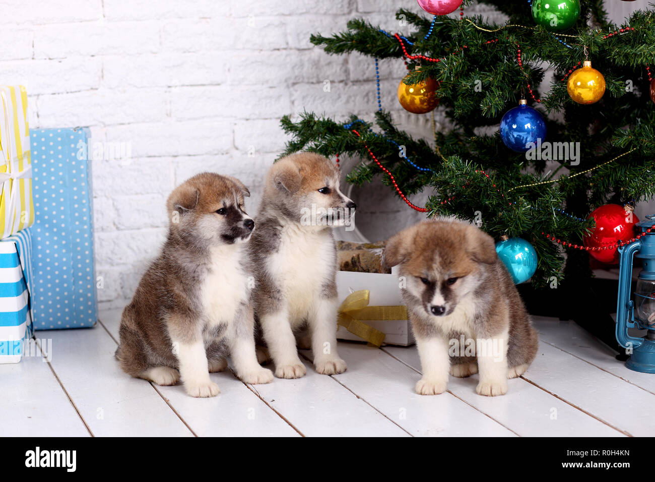 Giapponese Akita-inu, akita inu cucciolo di cane si siede su uno sfondo bianco. Foto Stock