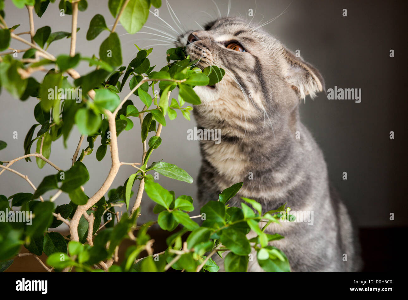 Kitten cat dritto scozzese, lop-eared soffici, animale Foto Stock Kitten cat dritto scozzese, lop-eared soffici, animale Foto Stock