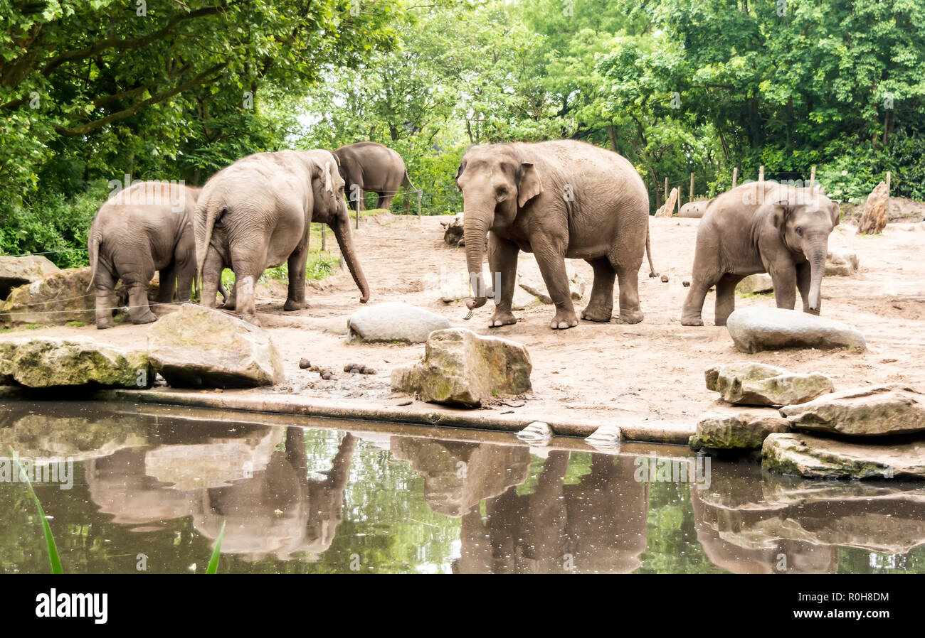 Femmina elefanti asiatici (Elephas maximus) con subadults vicino al laghetto. Le femmine adulte e i vitelli muoversi insieme come gruppi Foto Stock