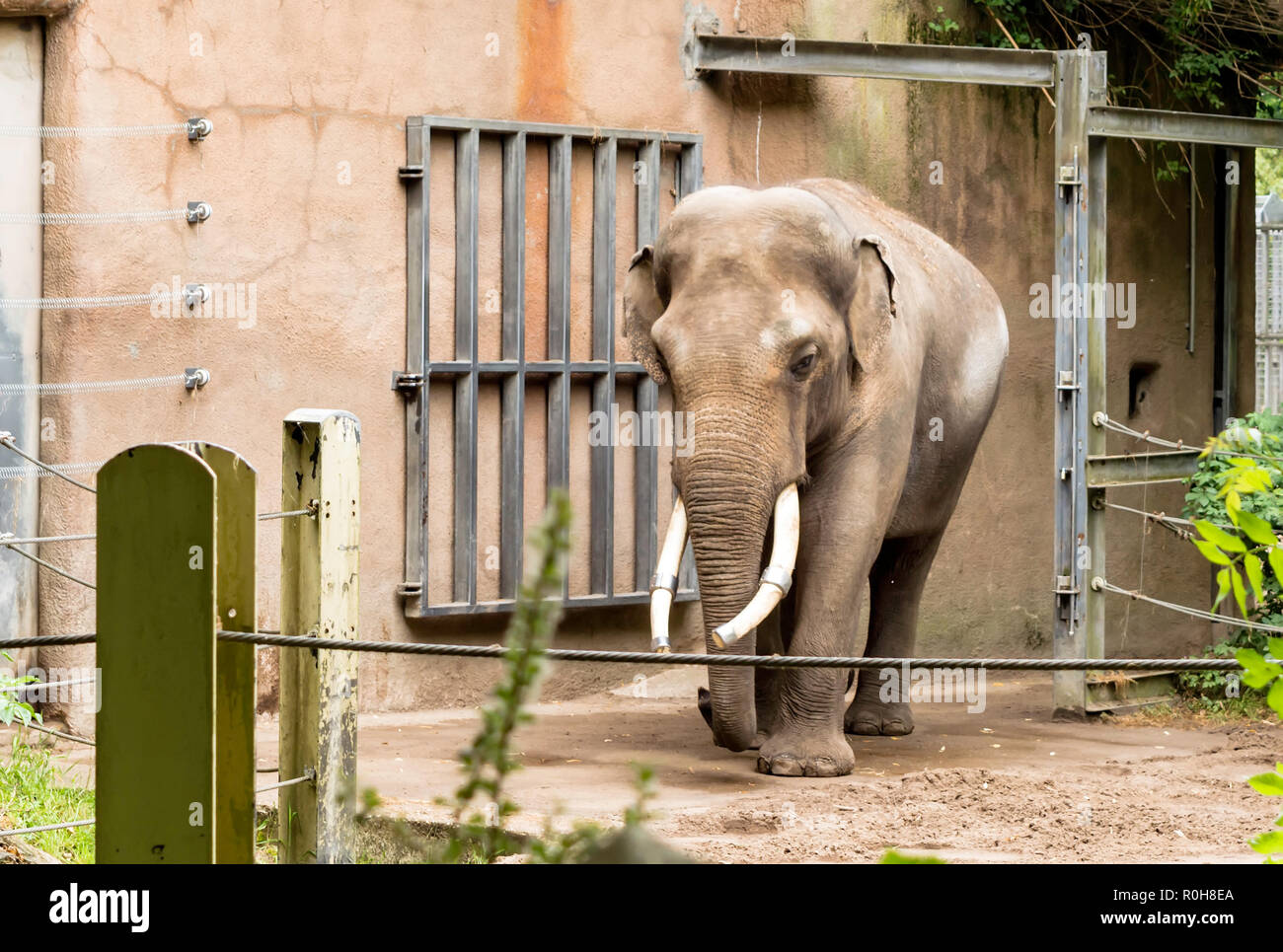 Un maschio tusked elefante Asiatico (Elephas maximus), anche chiamato elefante Asiatico. Elefante asiatico è stato elencato come minacciate di estinzione a causa della perdita di habitat Foto Stock
