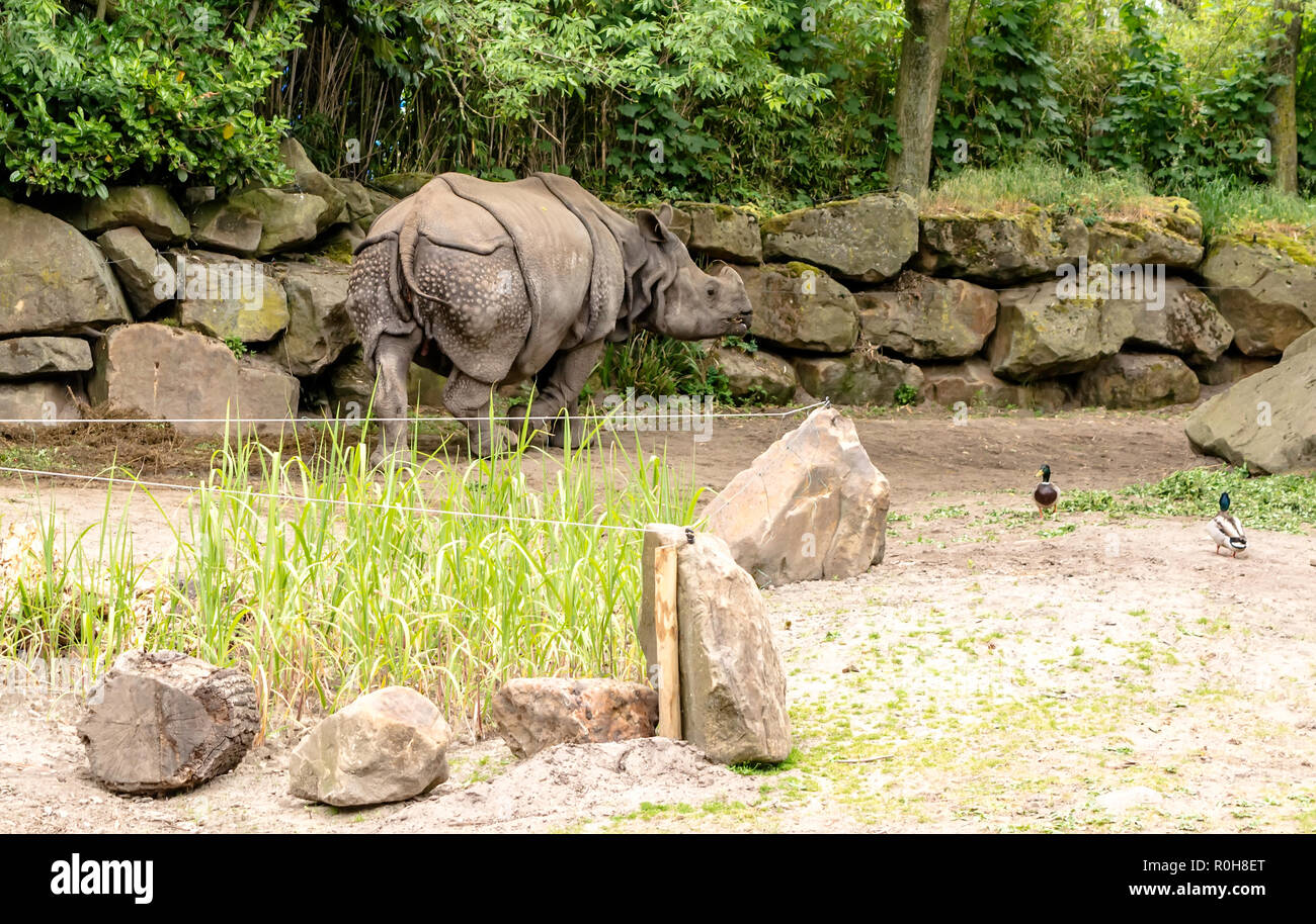 Il Rinoceronte Indiano Rhinoceros Unicornis Girato Da