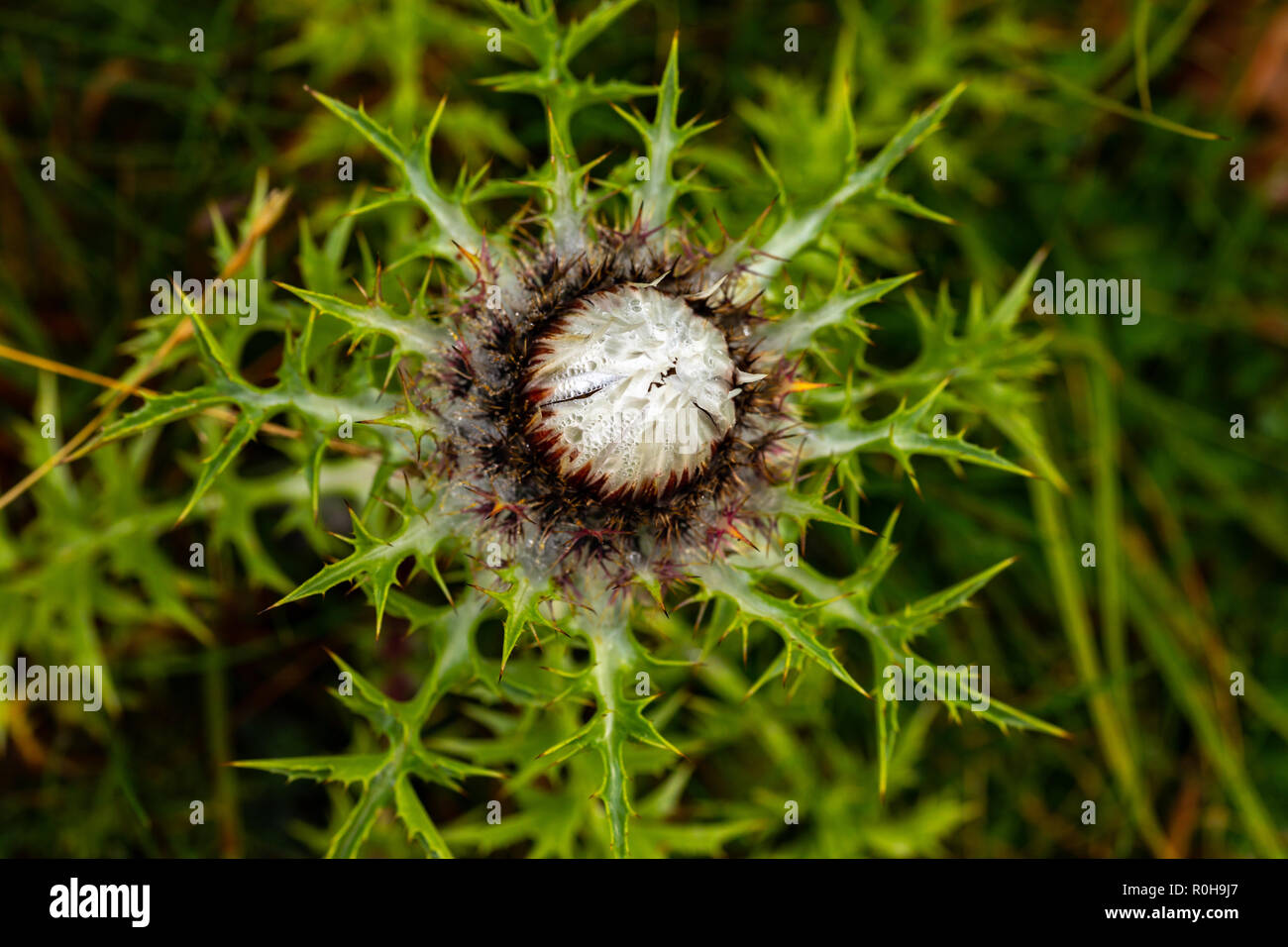 Millefiori con spine Foto Stock