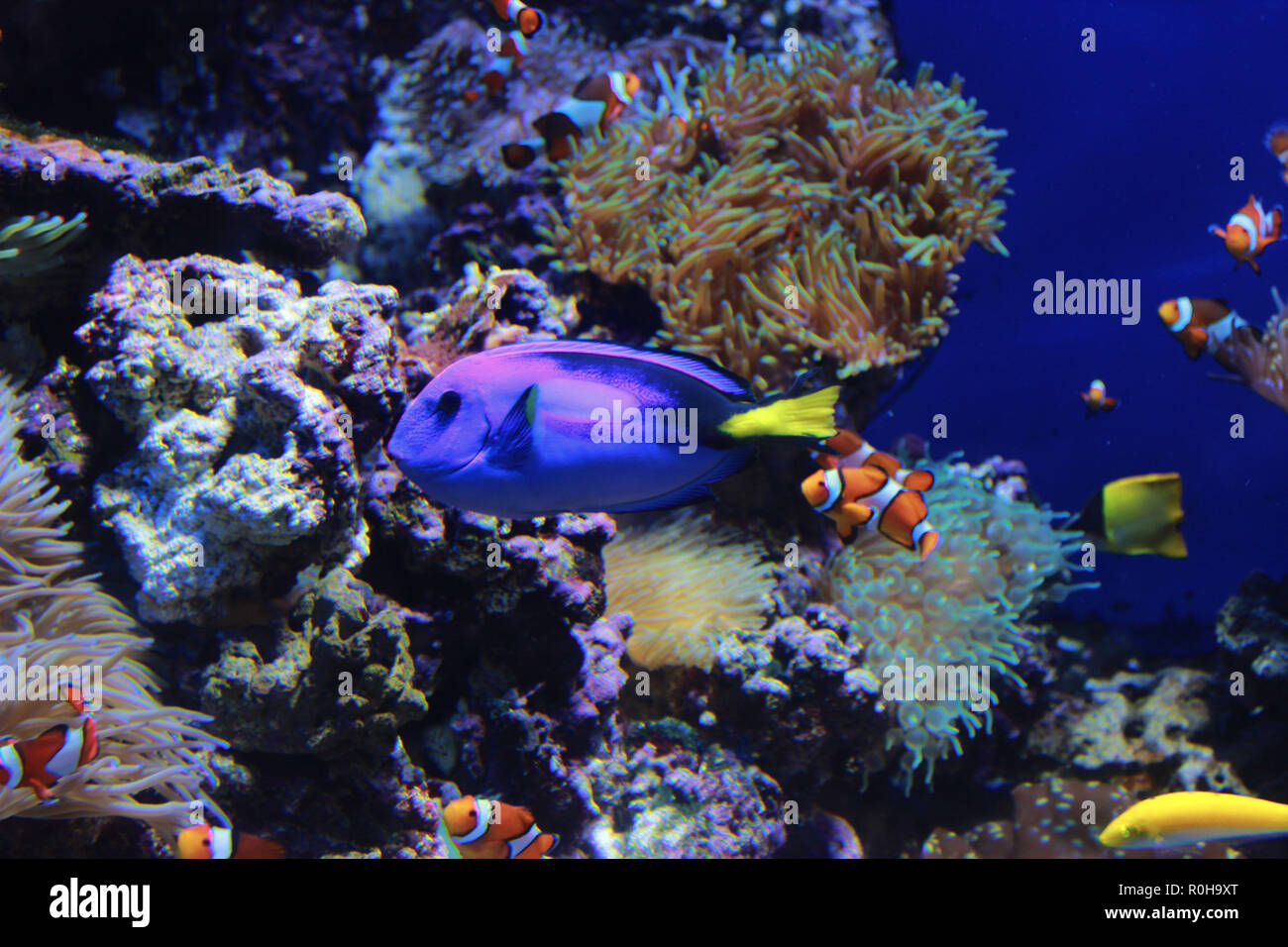 Serbatoio blu e pesce pagliaccio Foto Stock