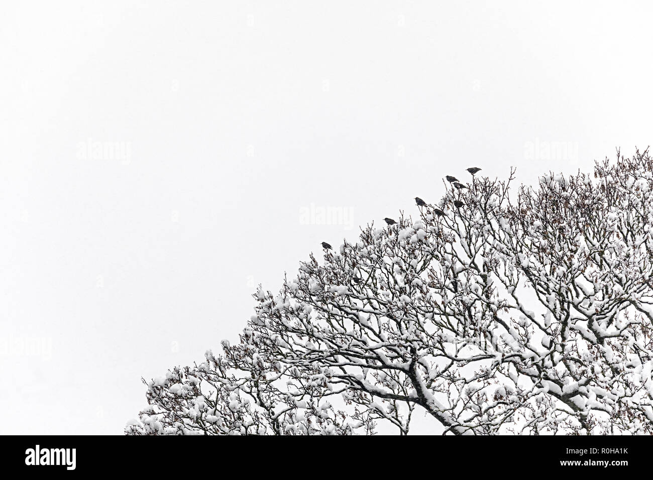 Neve su alberi con uccelli in inverno, Llanfoist, Wales, Regno Unito Foto Stock