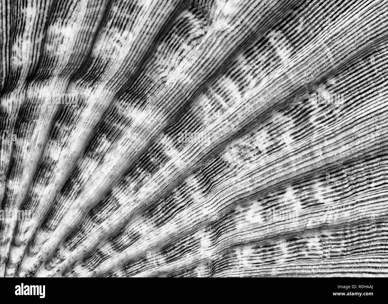 Primo piano di linee e la tessitura di una conchiglia di mare Foto Stock