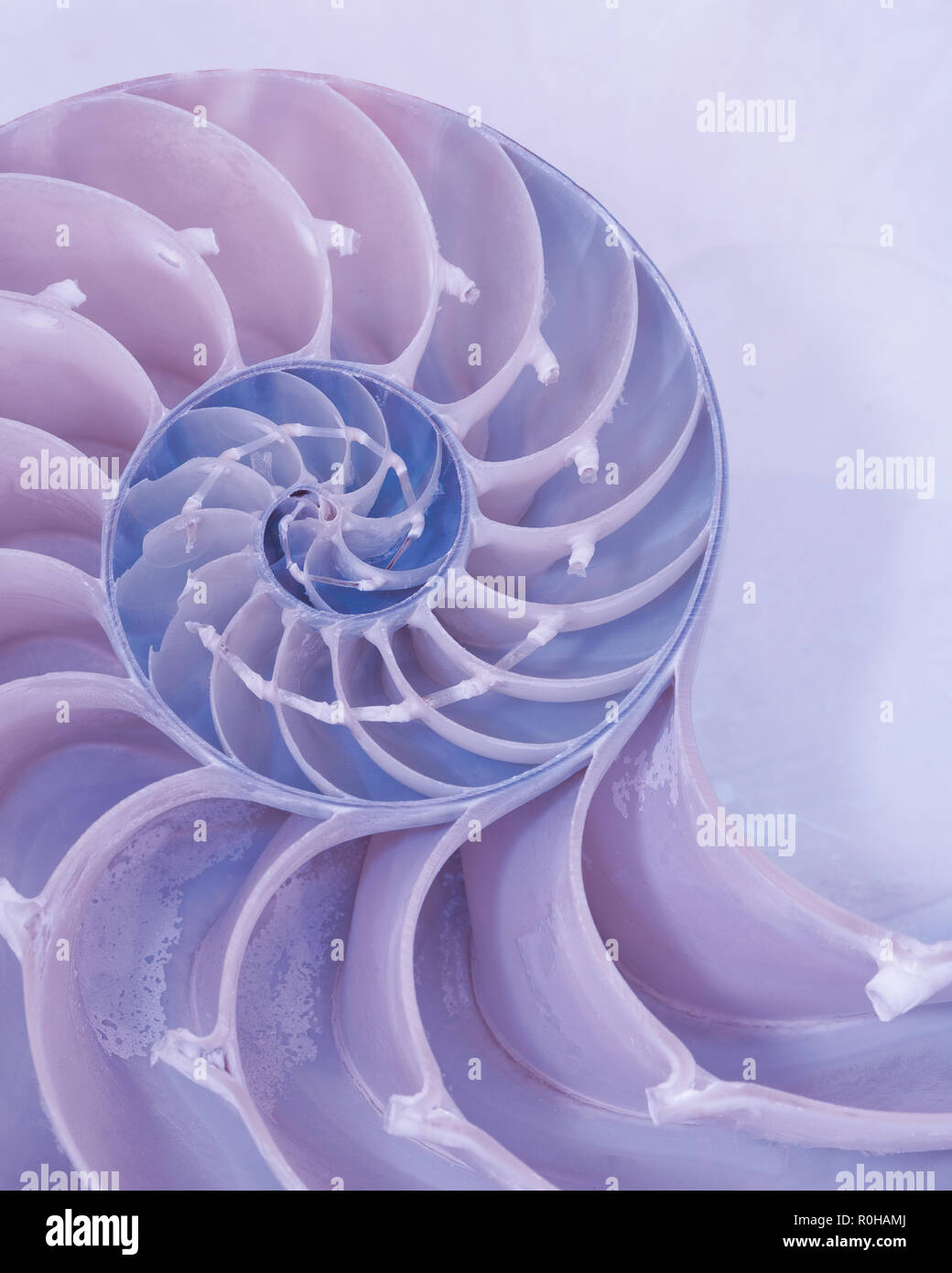 Primo piano della sezione trasversale di un guscio di nautilus in colori pastello Foto Stock