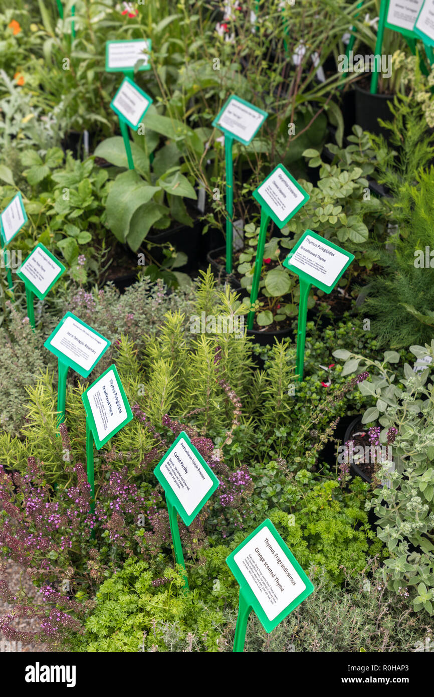 Etichette sui prodotti alimentari delle piante per la vendita di Abergavenny Food Festival di Abergavenny, Wales, Regno Unito Foto Stock