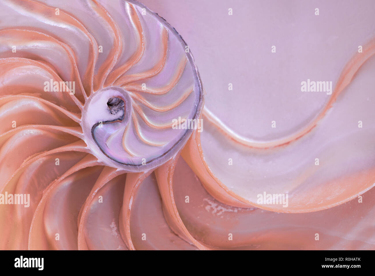 Primo piano della sezione trasversale di un guscio di nautilus in colori pastello Foto Stock
