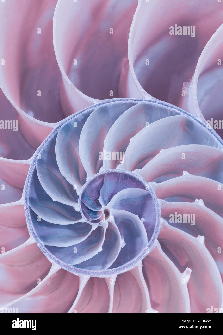 Primo piano della sezione trasversale di un guscio di nautilus in colori pastello Foto Stock