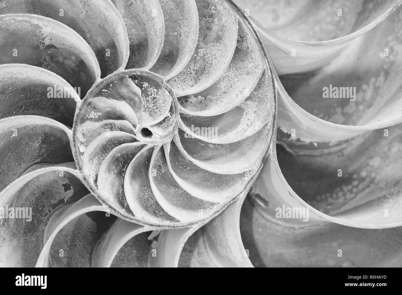 Primo piano della sezione trasversale di un guscio di nautilus in bianco e nero Foto Stock