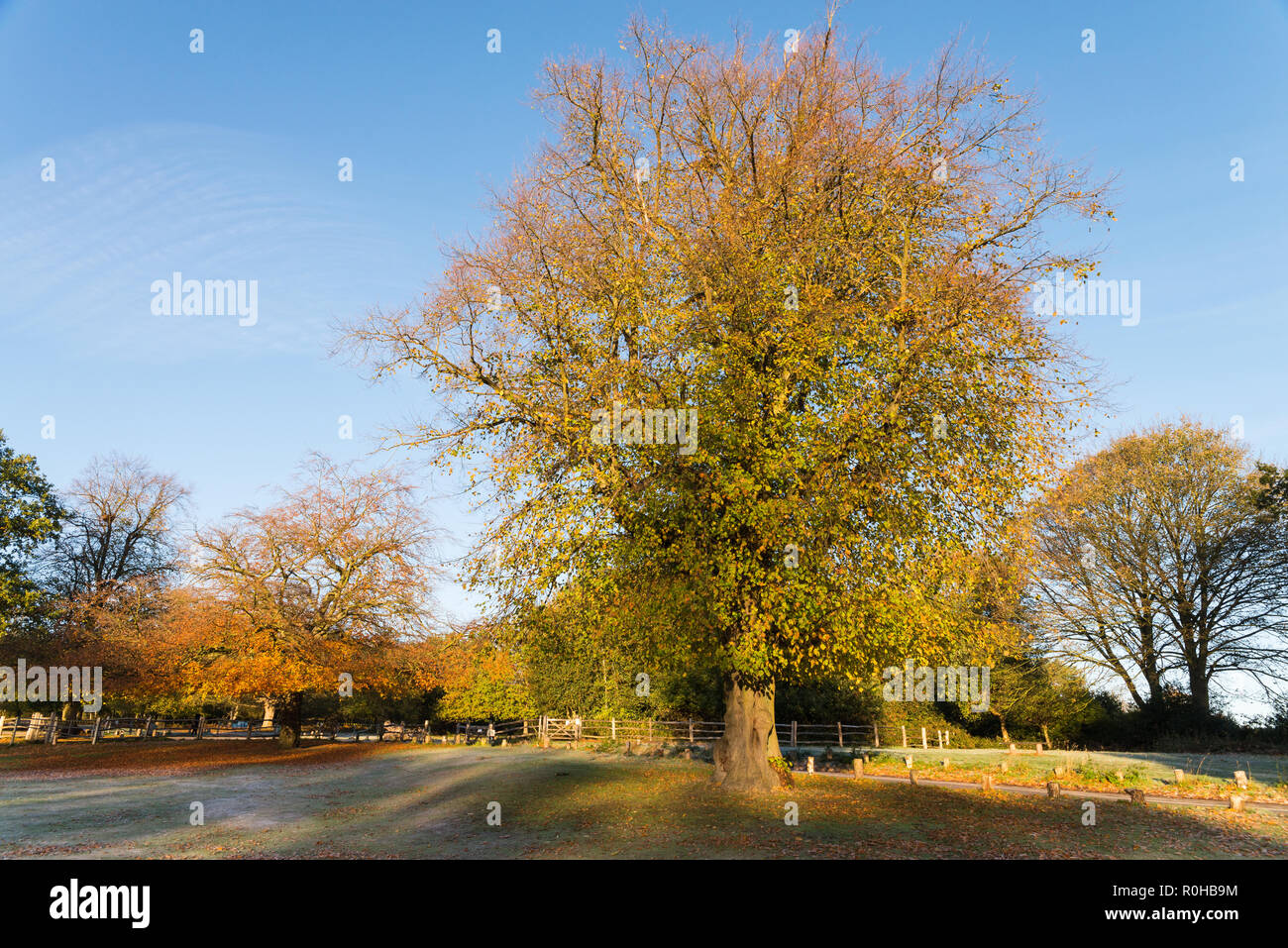 Caldo di prima mattina di sole autunnale a Sutton Park vicino a Birmingham Foto Stock