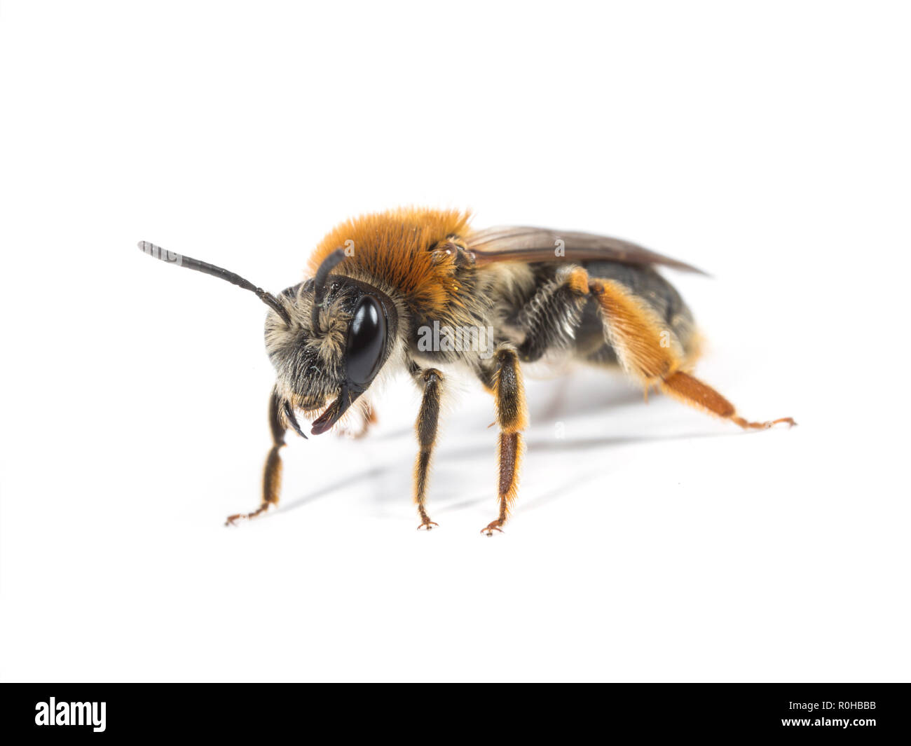 Una femmina di Andrena haemorrhoa Mining Ape su sfondo bianco Foto Stock