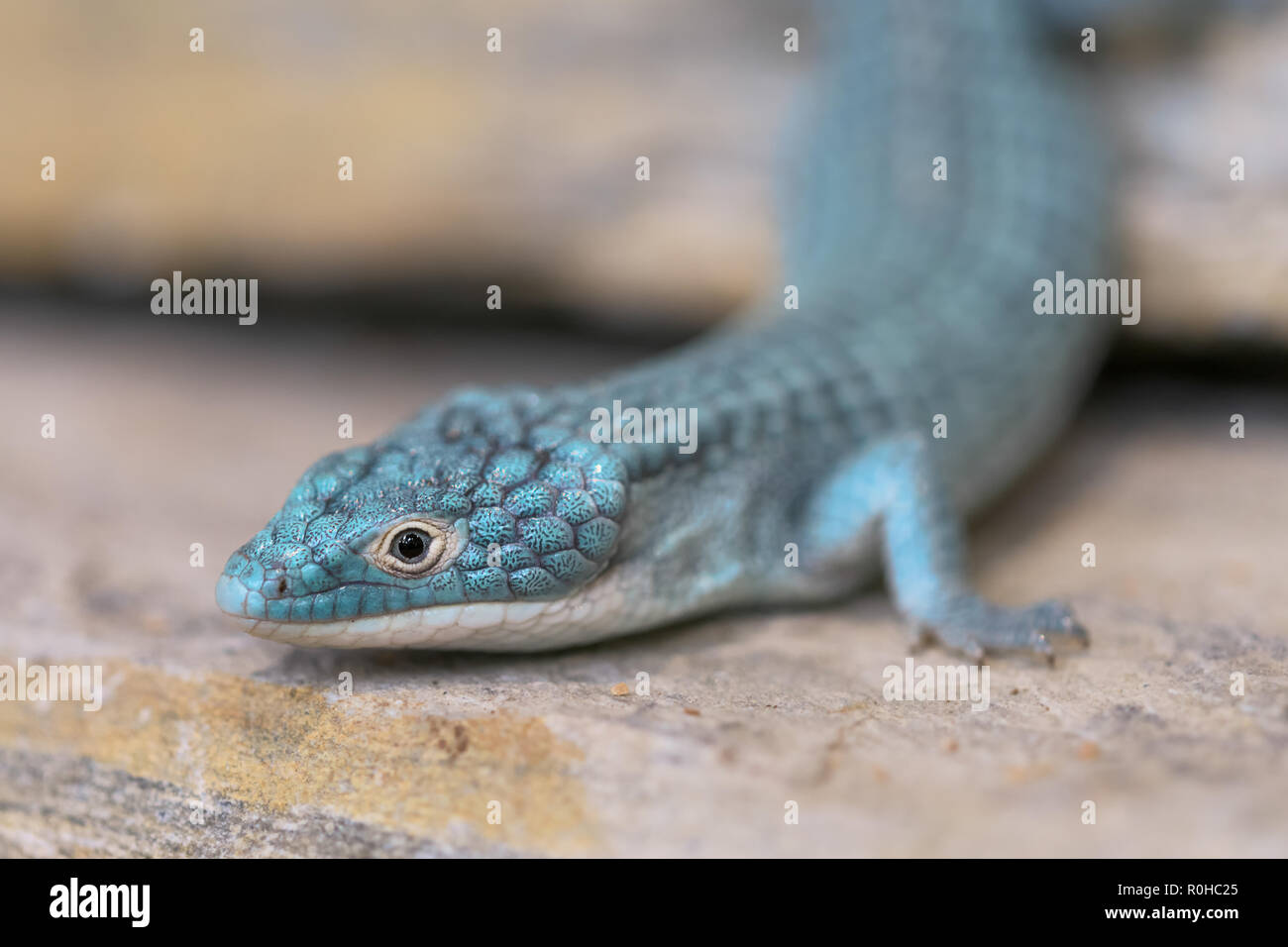 Primo piano di un alligatore lizard (dal Messico) Foto Stock