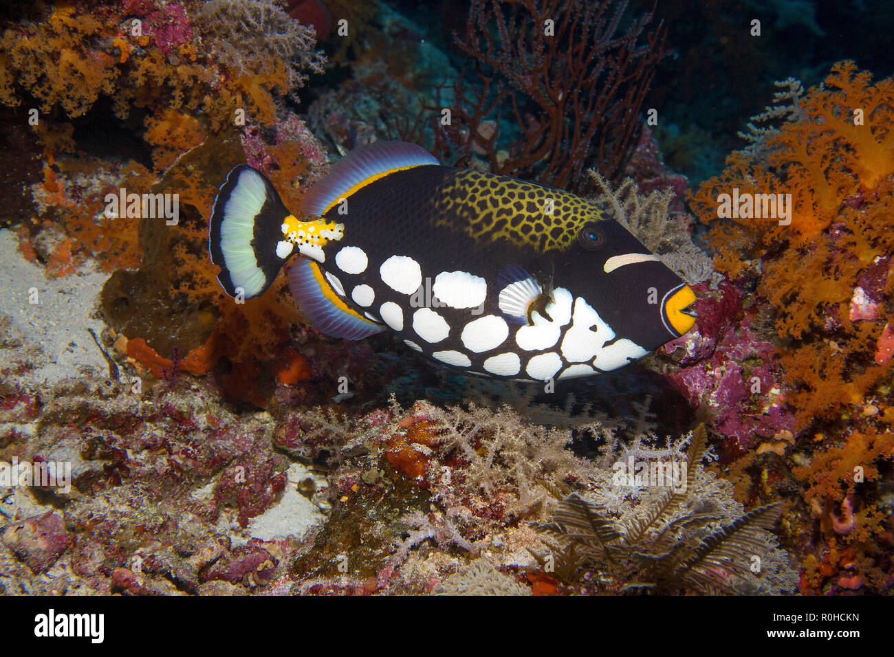 Il pagliaccio pesci balestra (Balistoides conspicillum) in corrispondenza di una barriera corallina, Banda mare, Indonesia Foto Stock