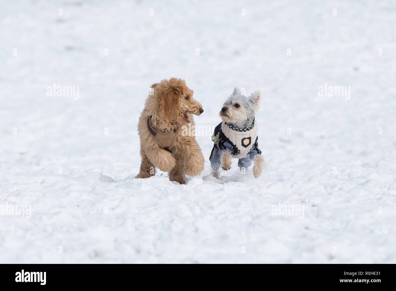 Cuccioli di cane sono giocare nella neve. barboncino cucciolo e un Yorkshire Terrier cucciolo nell'innevati boschi di Vienna, Austria Foto Stock