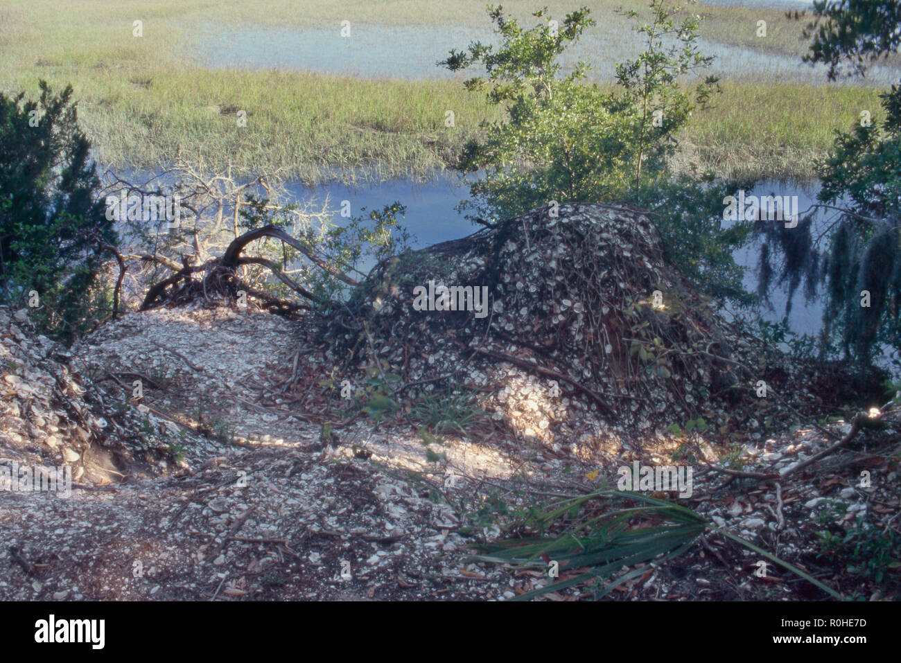Resti della costiera Native American oystershell cumuli, Fort George Island, Florida. Fotografia Foto Stock