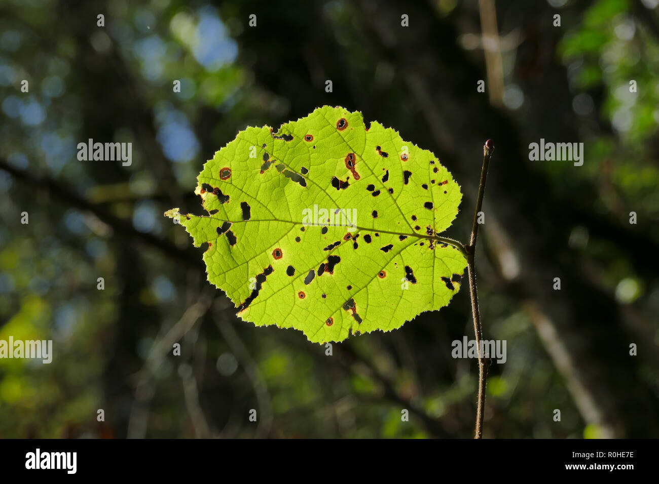 Autumn Leaf bagno di luce Foto Stock