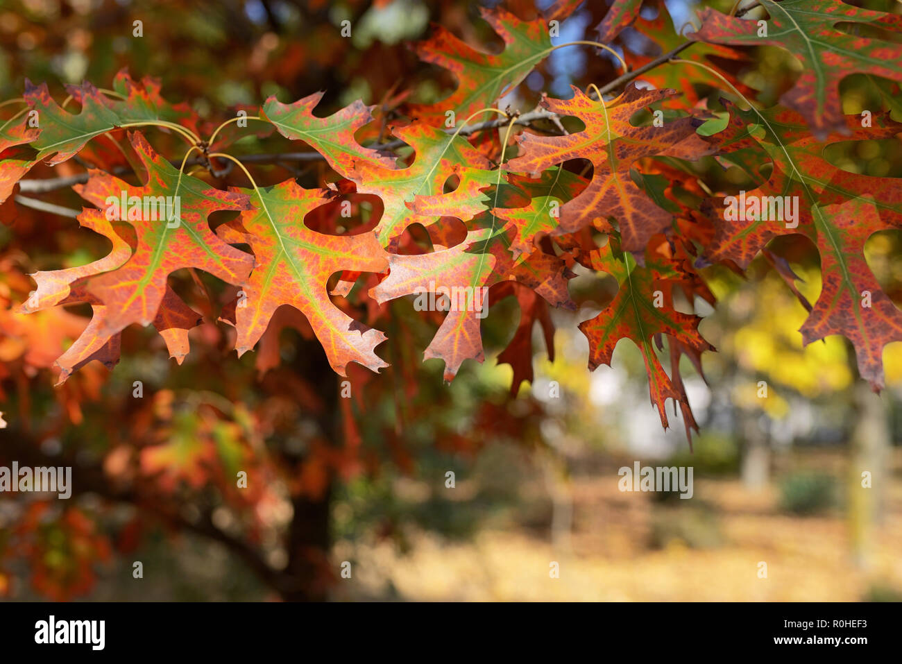 Colori d'autunno alberi e foglie Foto Stock