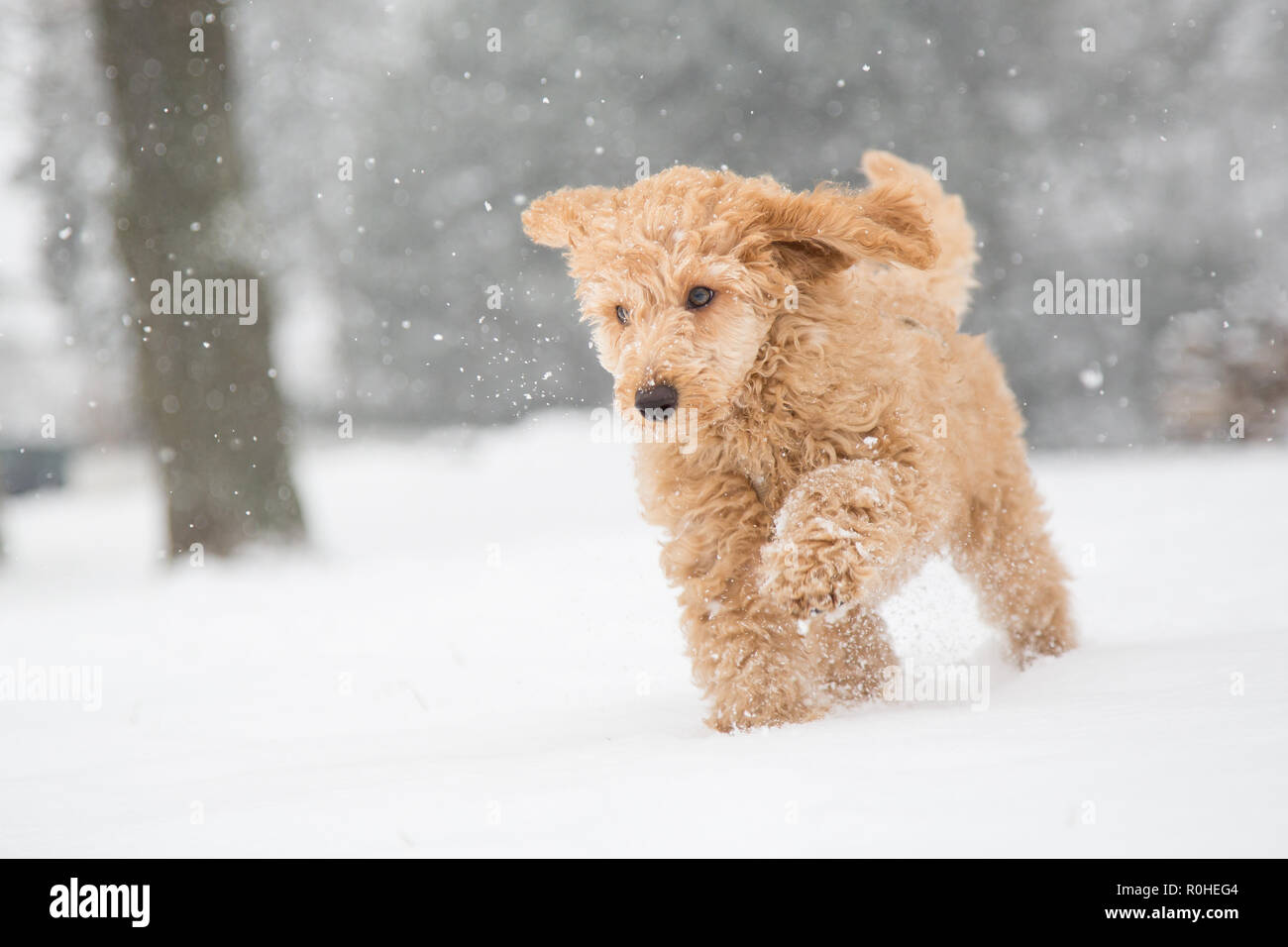Barboncino il divertimento sulla neve. Barboncino cucciolo nell'innevati boschi di Vienna, Austria - Pudelwelpe im verschneiten Wienerwald, Österreich Foto Stock