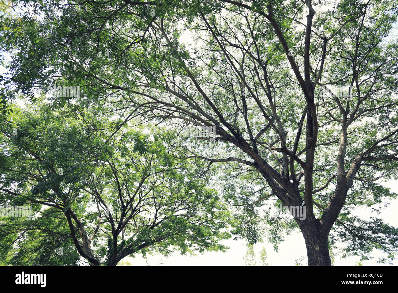 Vista da sotto il grande albero nel giardino per il design nel tuo lavoro concetto Natura. Foto Stock
