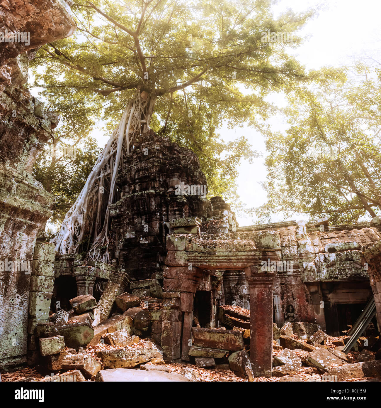 Albero Gigante e le radici nel tempio Ta Prom Angkor Wat Foto Stock