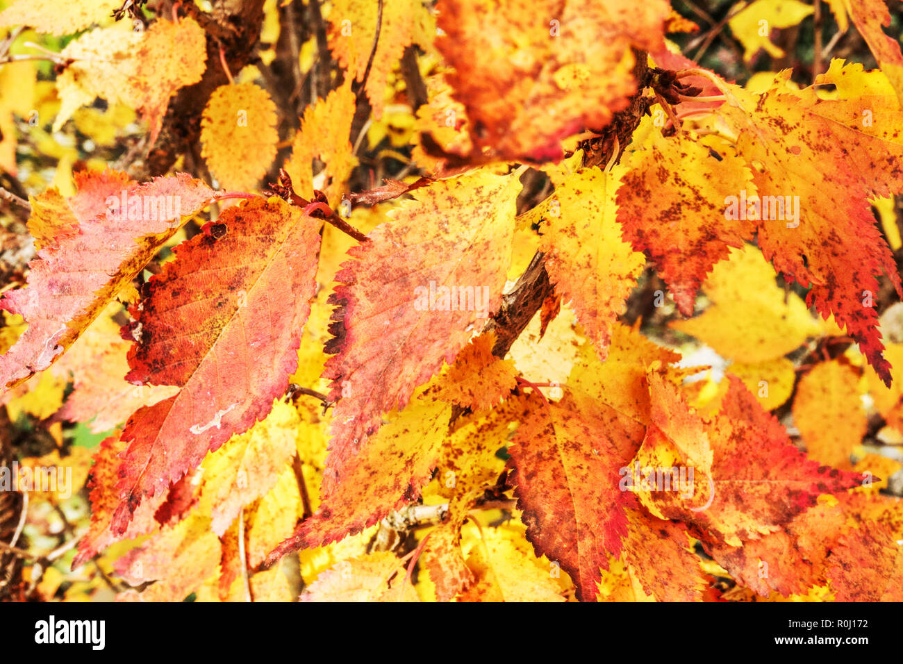 Prunus kurilensis "brillant', foglie di autunno Foto Stock