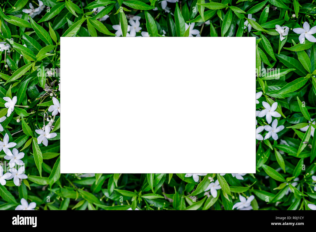 Creative foglia verde Layout molla naturale concetto che giace piatto con fiori di colore bianco posto in un piano orizzontale. Foto Stock