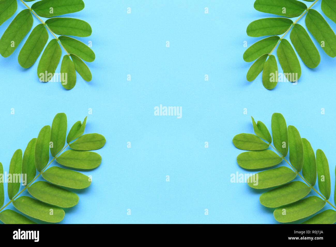 Tropici foglia verde su sfondo blu e hanno spazio di copia per il design nel tuo lavoro concetto Natura. Foto Stock