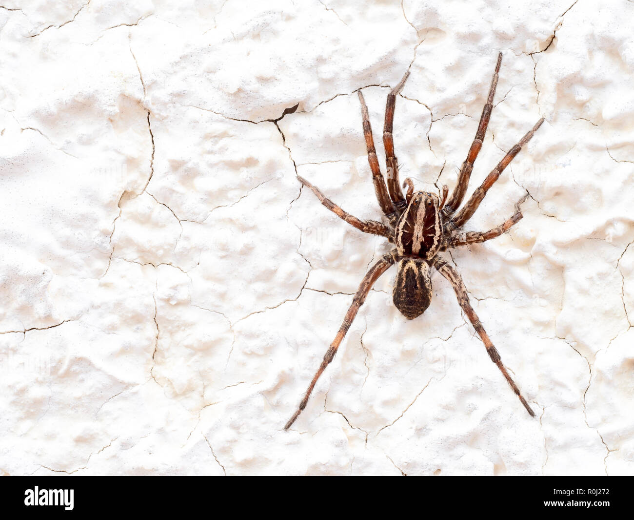 Lupo europeo Spider o falsa Tarantola Hogna radiata. Macro. Sul muro bianco. Foto Stock