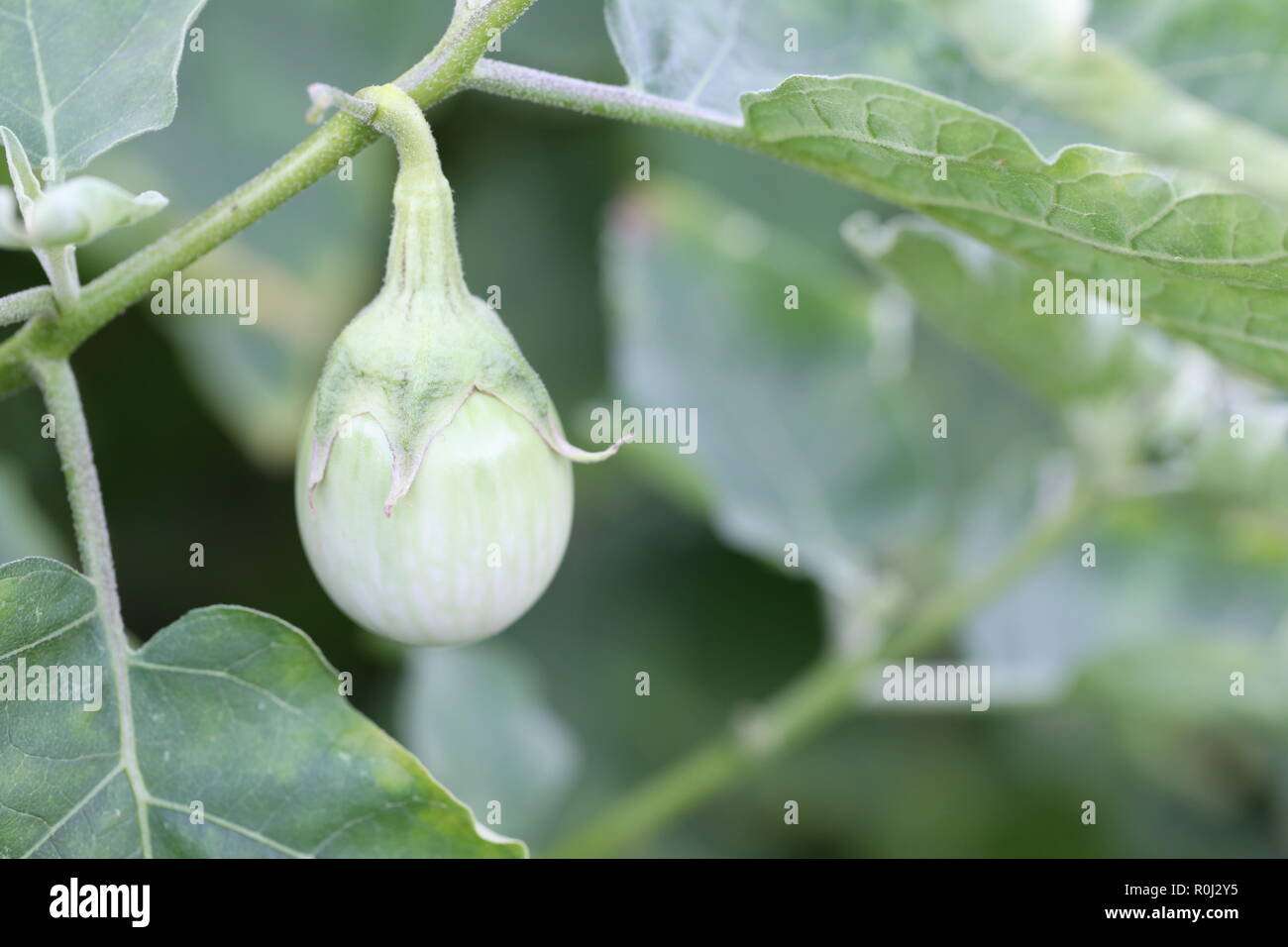 Le spezie thai melanzana fresca su albero nel giardino per design in alimenti di origine vegetale concetto. Foto Stock