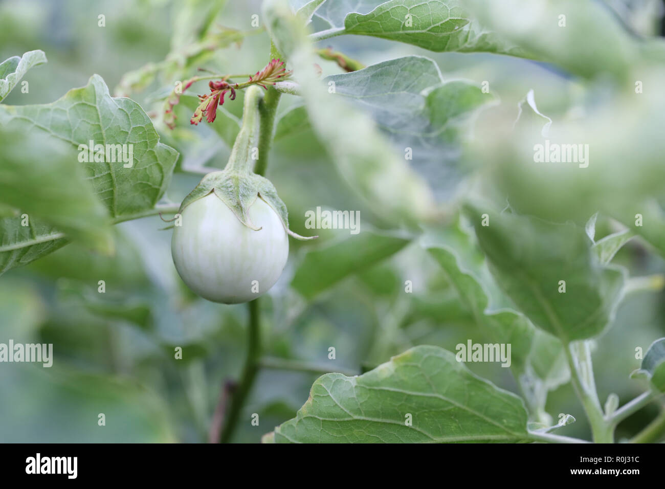 Le spezie thai melanzana fresca su albero nel giardino per design in alimenti di origine vegetale concetto. Foto Stock