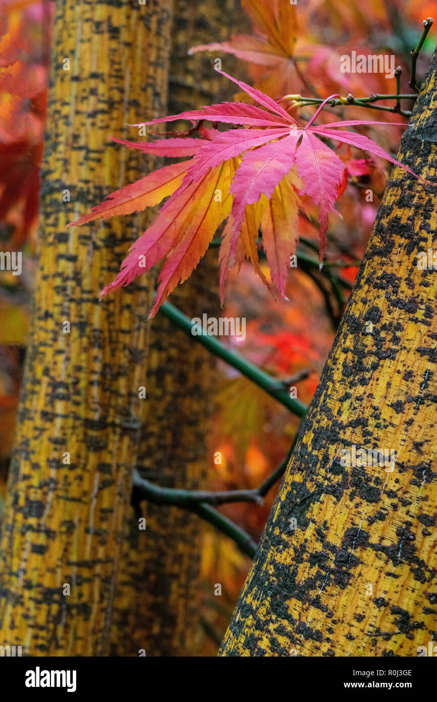 Corteccia Moosewood, acero famiglia Foto Stock