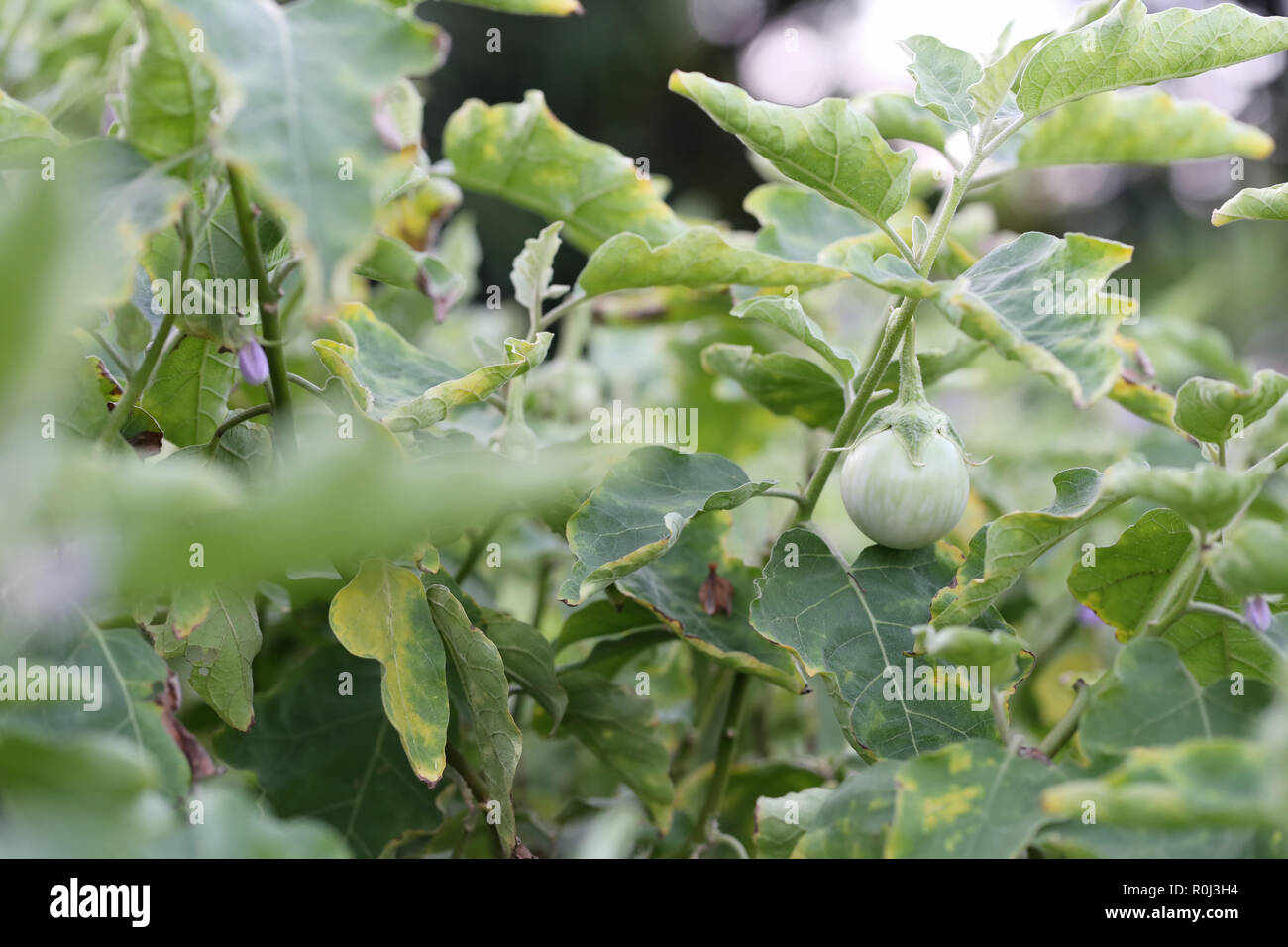 Le spezie thai melanzana fresca su albero nel giardino per design in alimenti di origine vegetale concetto. Foto Stock