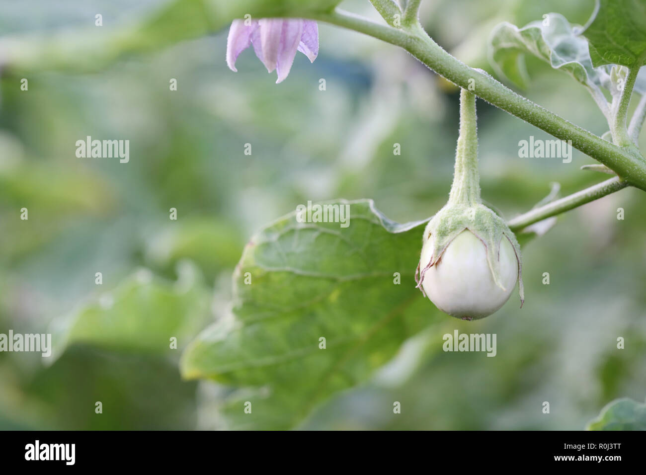 Le spezie thai melanzana fresca su albero nel giardino per design in alimenti di origine vegetale concetto. Foto Stock