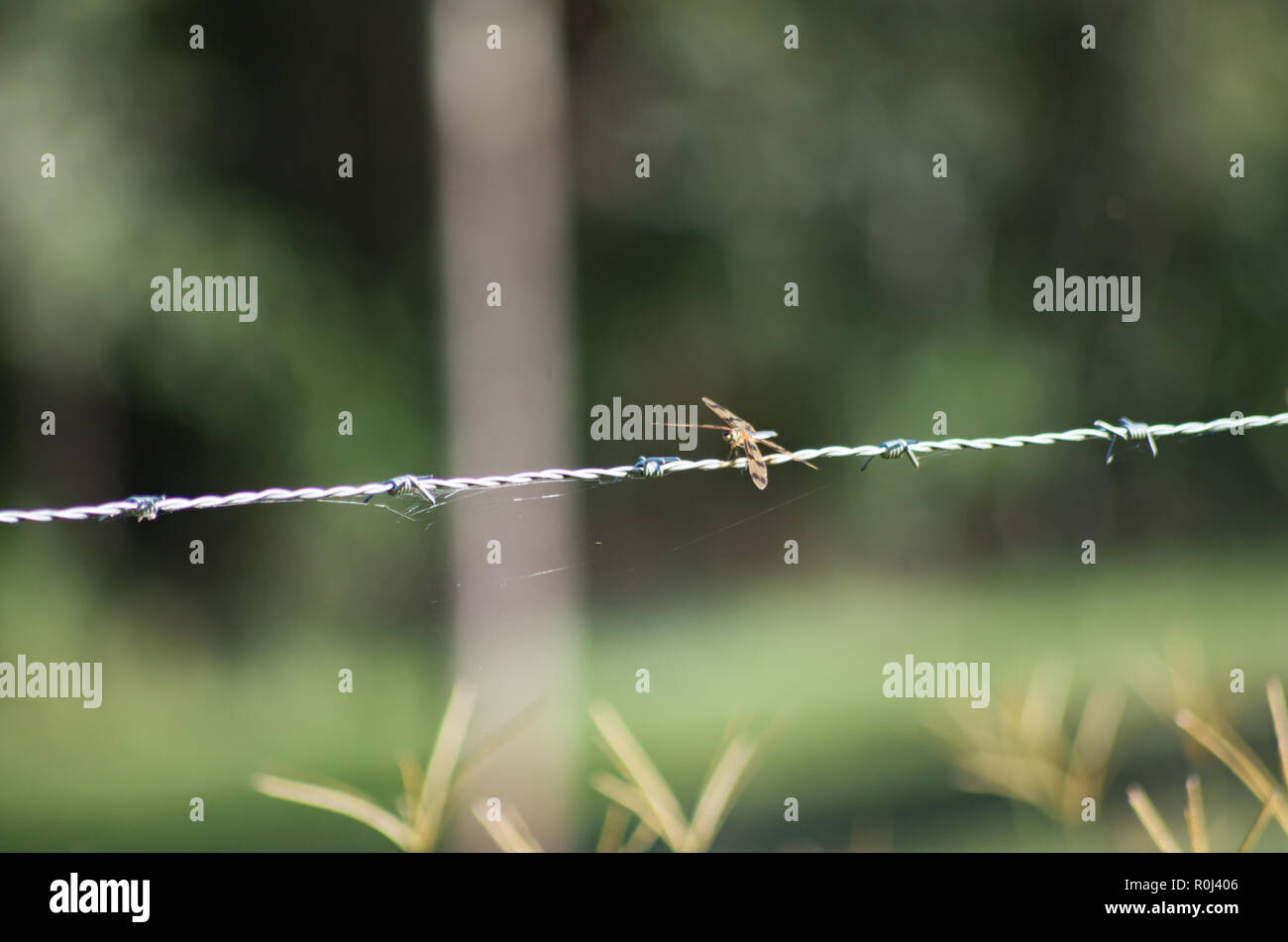 Graphic Flutterer Dragonfly appollaiato su un filo spinato in sud est Queensland Foto Stock