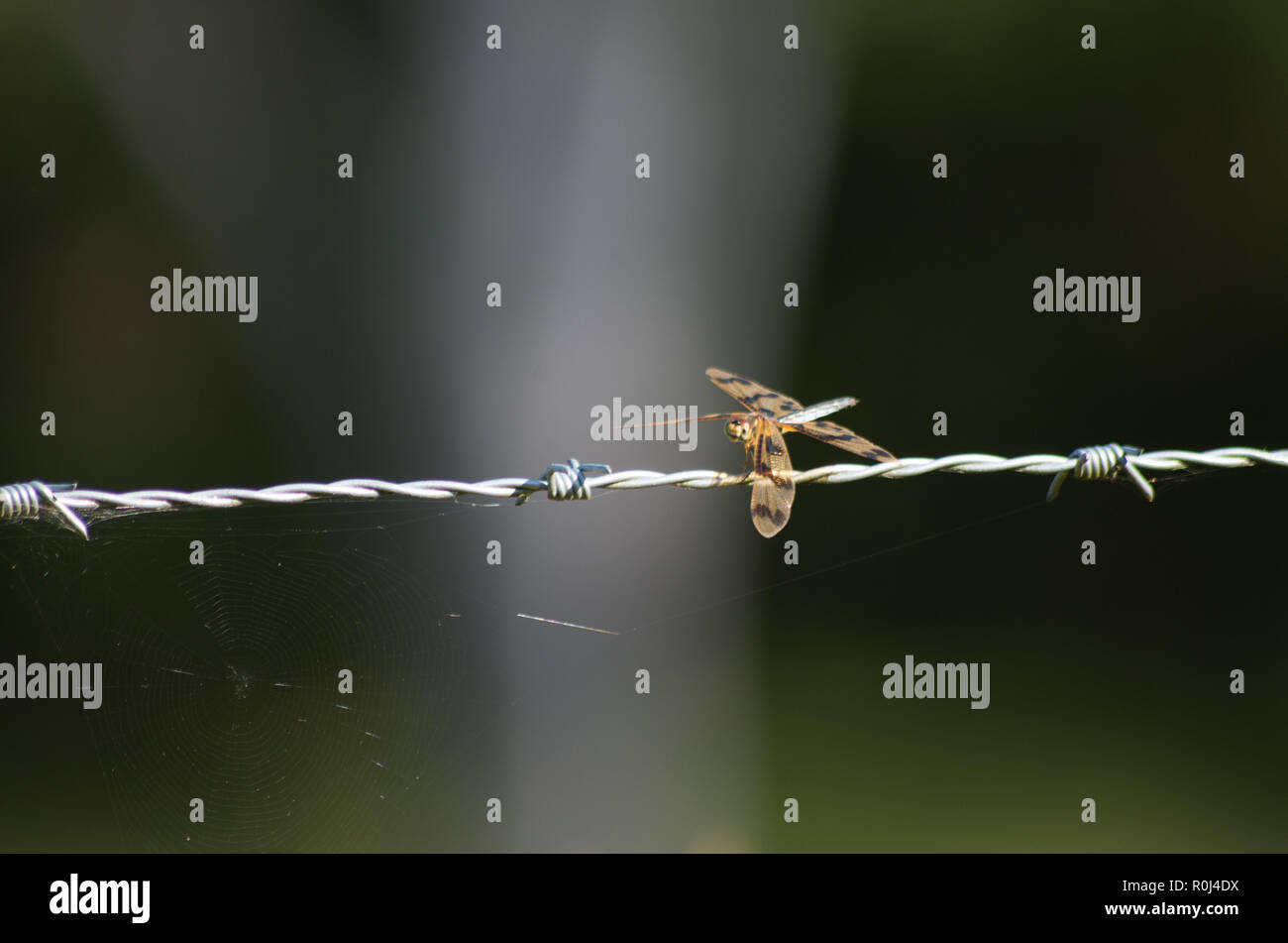 Graphic Flutterer Dragonfly appollaiato su un filo spinato in sud est Queensland Foto Stock